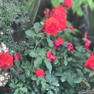 Meet your Posher, Noelia